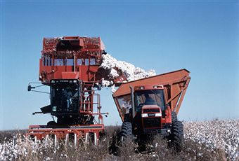 recolección del algodón