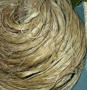 Planta de Ramio (Boehmeria nivea)