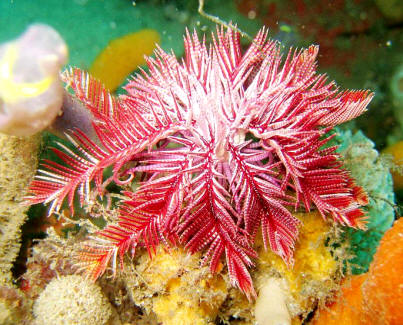 Lirio de mar Ptilometra australis