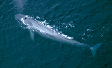 La ballena azul (Balaenoptera musculus), es un mistacoceto considerado como el mamífero más grande del planeta