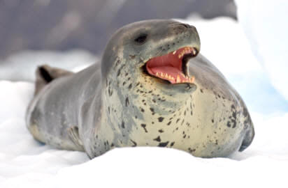 La foca leopardo (Hydrurga leptonyx), es un voraz pinnípedo propio de aguas antárticas