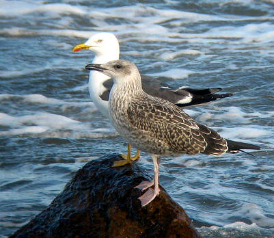 Ejemplares joven y adulto de gaviota sombría (Laurus fuscus)