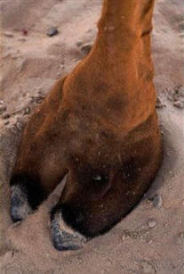 Las pezuñas tienen una función de protección de las zonas blandas, que habitualmente soportan peso, o impactos en el caso de animales saltadores