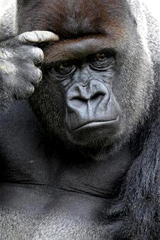 El sistema nervioso de los mamíferos es el más desarrollado y complejo de todos los vertebrados. El encéfalo, alcanza su máxima complejidad en los primates y el hombre