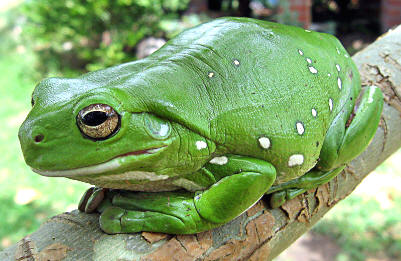 Rana verde arborícola (Litoria caerulea)